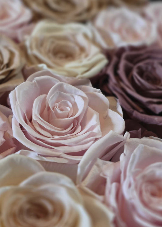 SALE - Afloral™ Preserved Rose Head Flower Gift Box - 18 Rose Heads