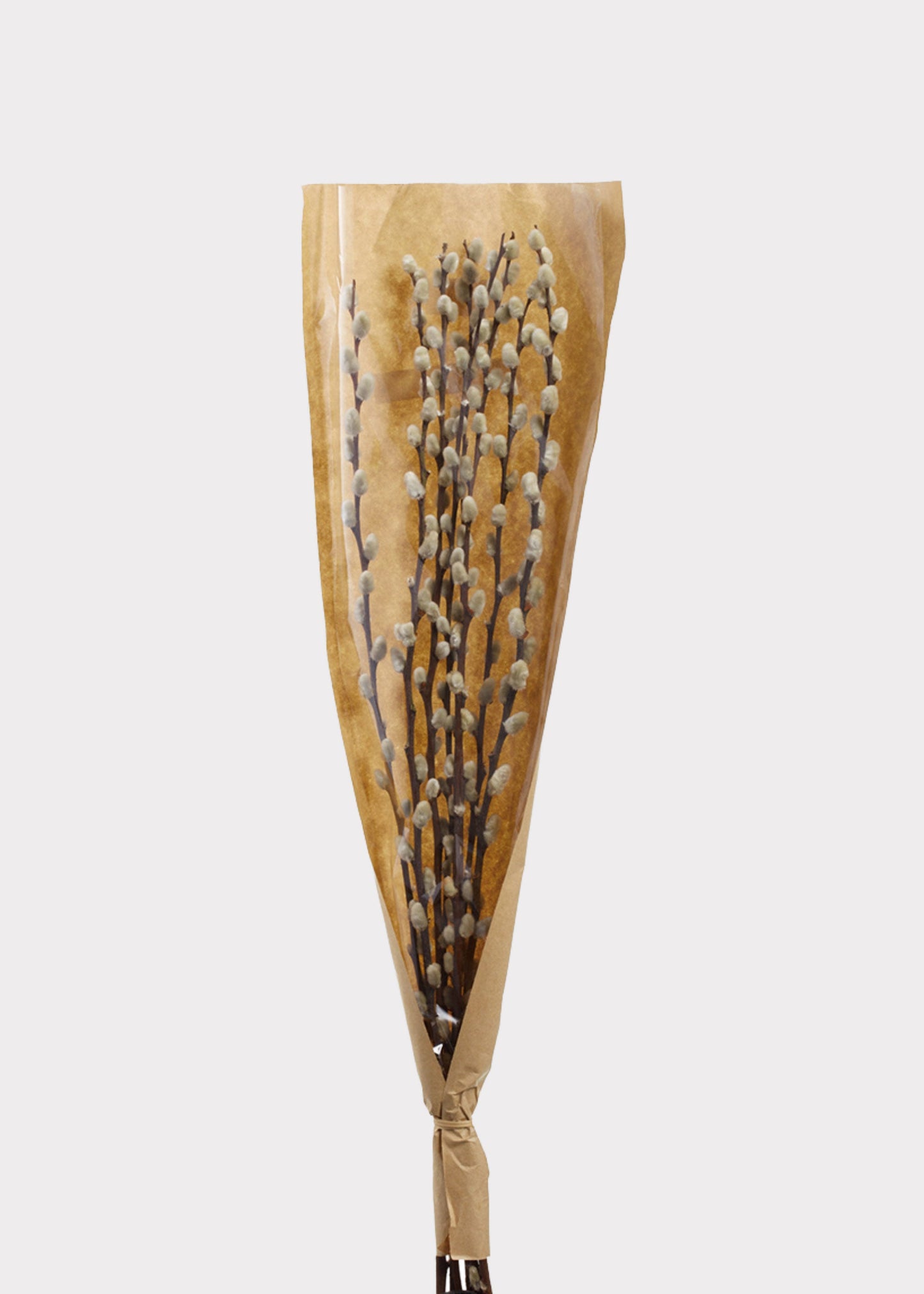 Natural Dried Pussy Willow Branch Bundle - 29.5"