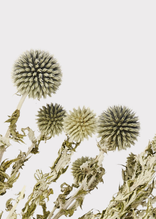 Dried Flowers Echinops Globe Thistles in Blue Green - 4 oz Bunch