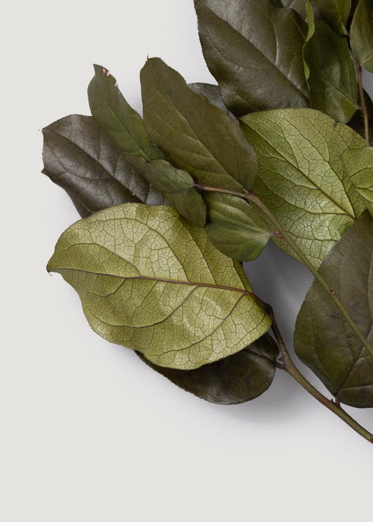 Green Preserved Salal Leaves - 20-25"