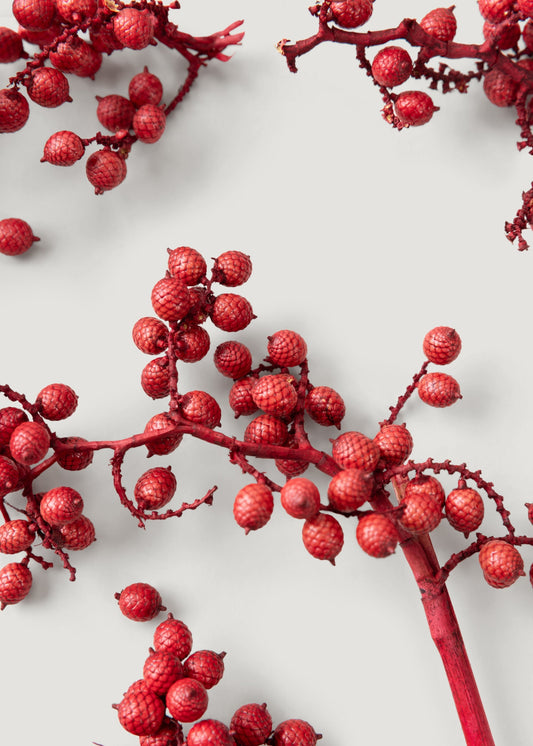 Dried Canella Berries in Red - 6 oz Bag