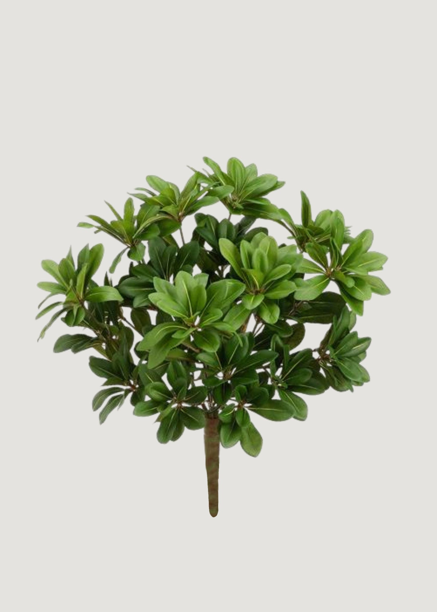Artificial Pittosporum Leaf Bush - 14"