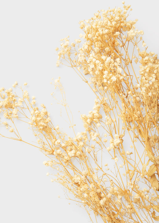 Natural Beige Preserved Gypsophila Flowers - 8.25 oz Bunch