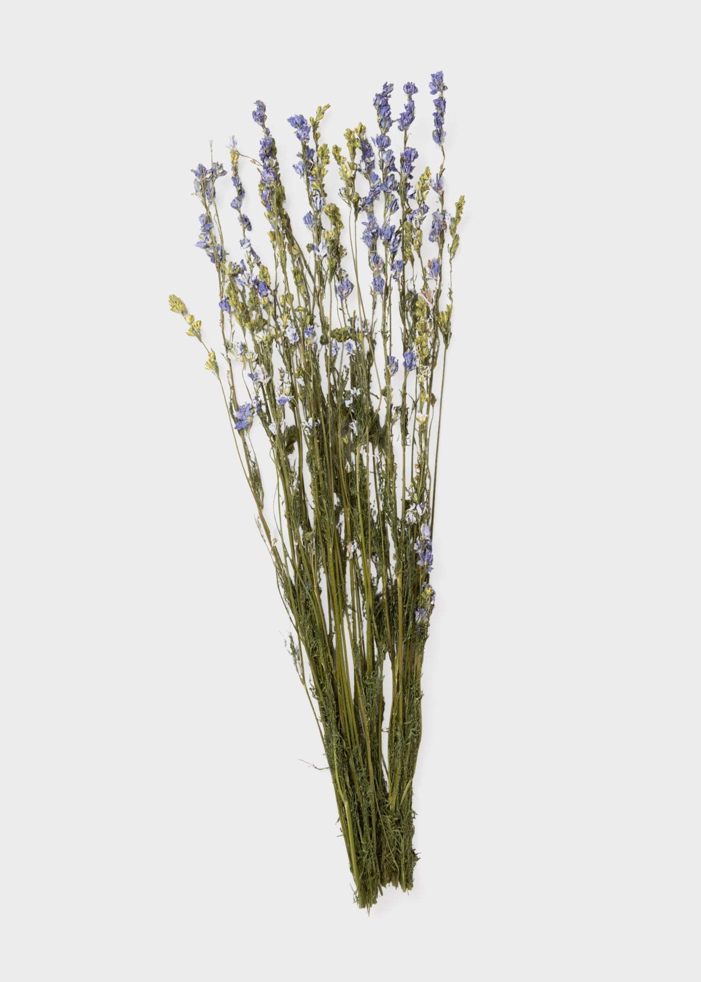 Purple Dried Larkspur Wildflower Bundle of 10 Stems