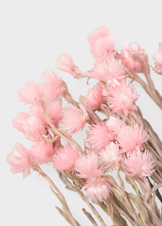 Dried Silver Daisy Flowers in Pink