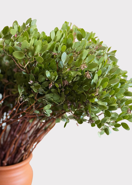 FRESH Manzanita Branches with Leaves - 36-48"