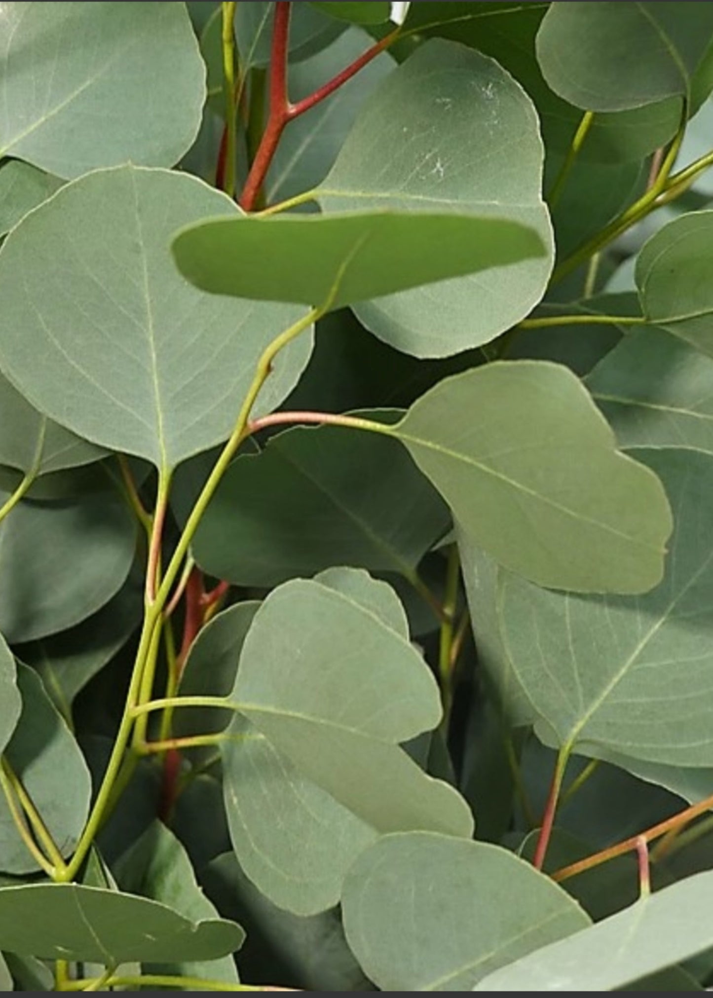 FRESH Silver Dollar Eucalyptus Leaf Bunch - 18"