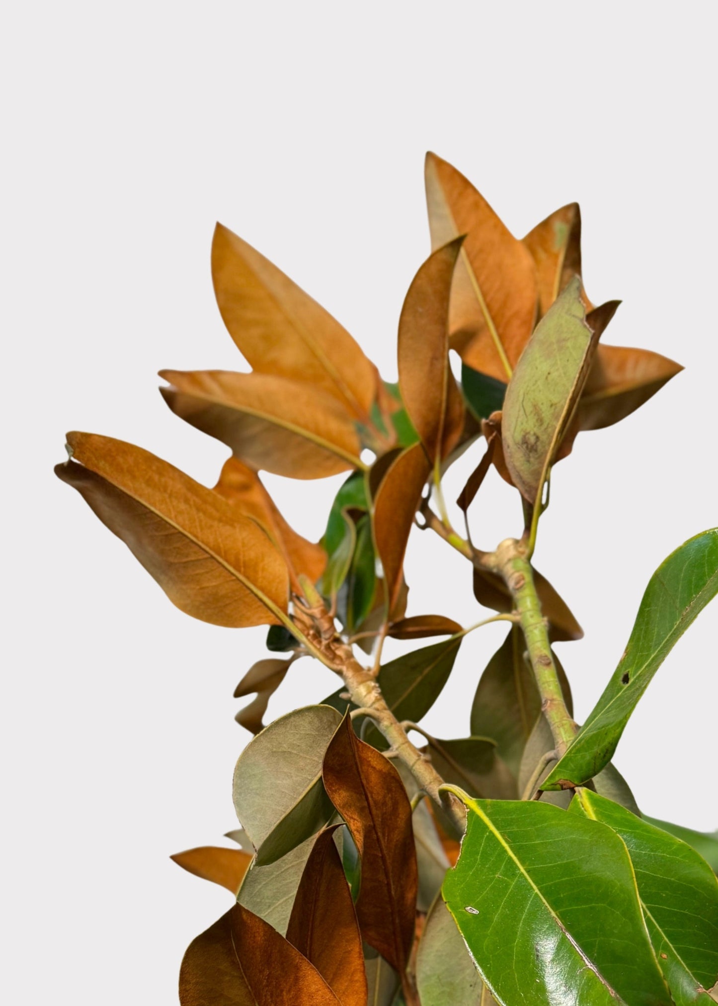 FRESH Magnolia Foliage Branches - 48"