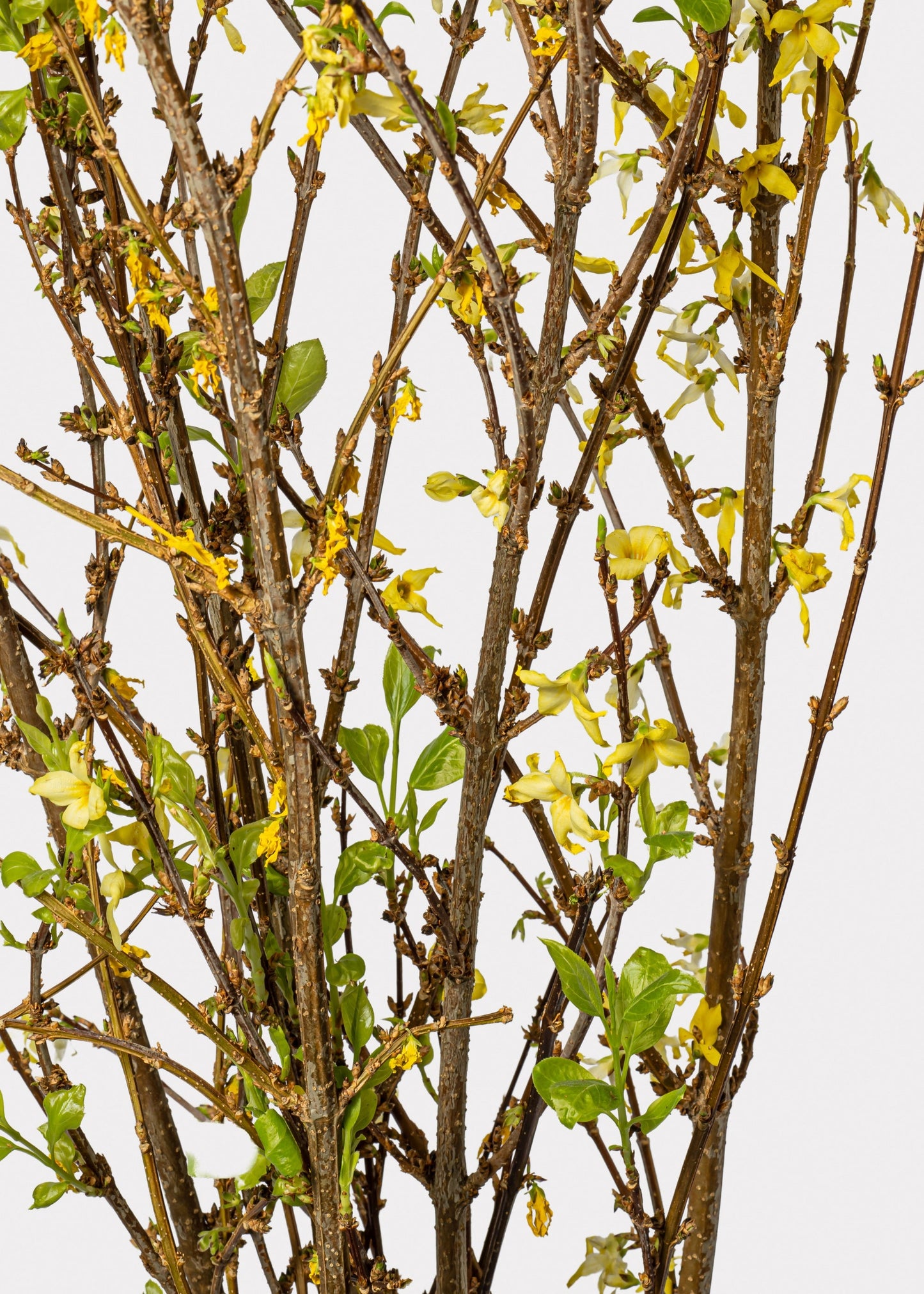 FRESH Forsythia Branches - 48"