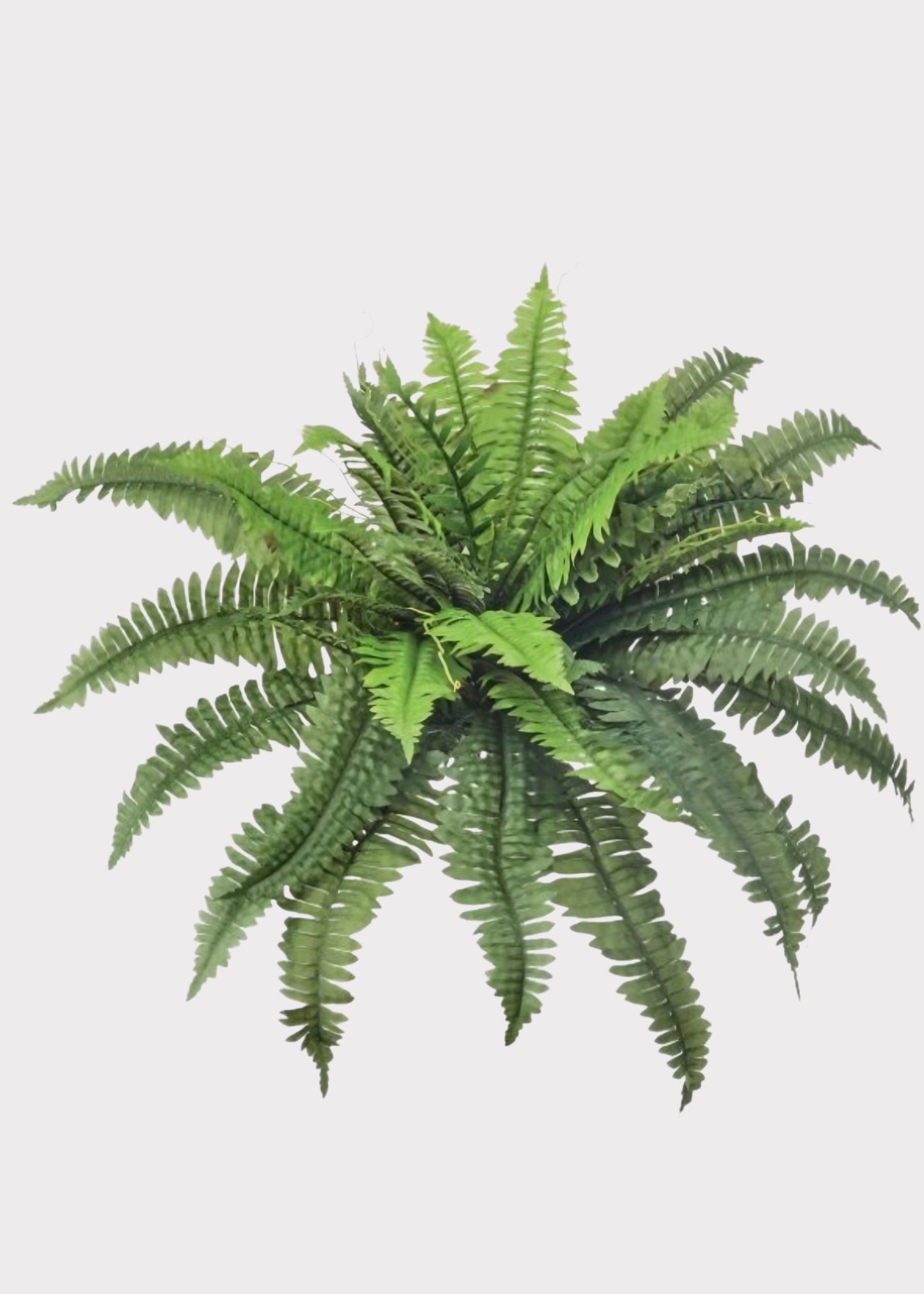 Large Fake Estate Boston Fern UV Treated Indoor/Outdoor Plant - 30"