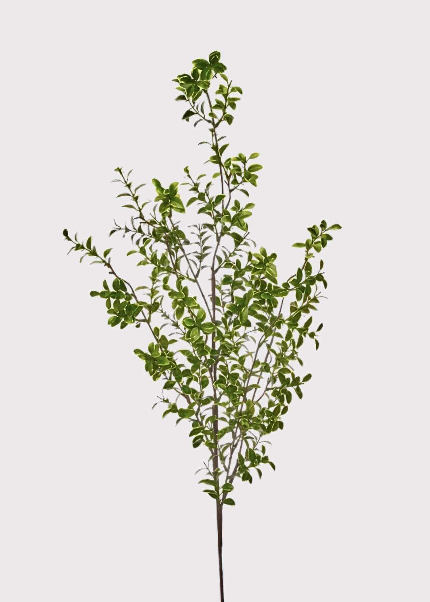 Tall Artificial Boxwood Branch - 48"
