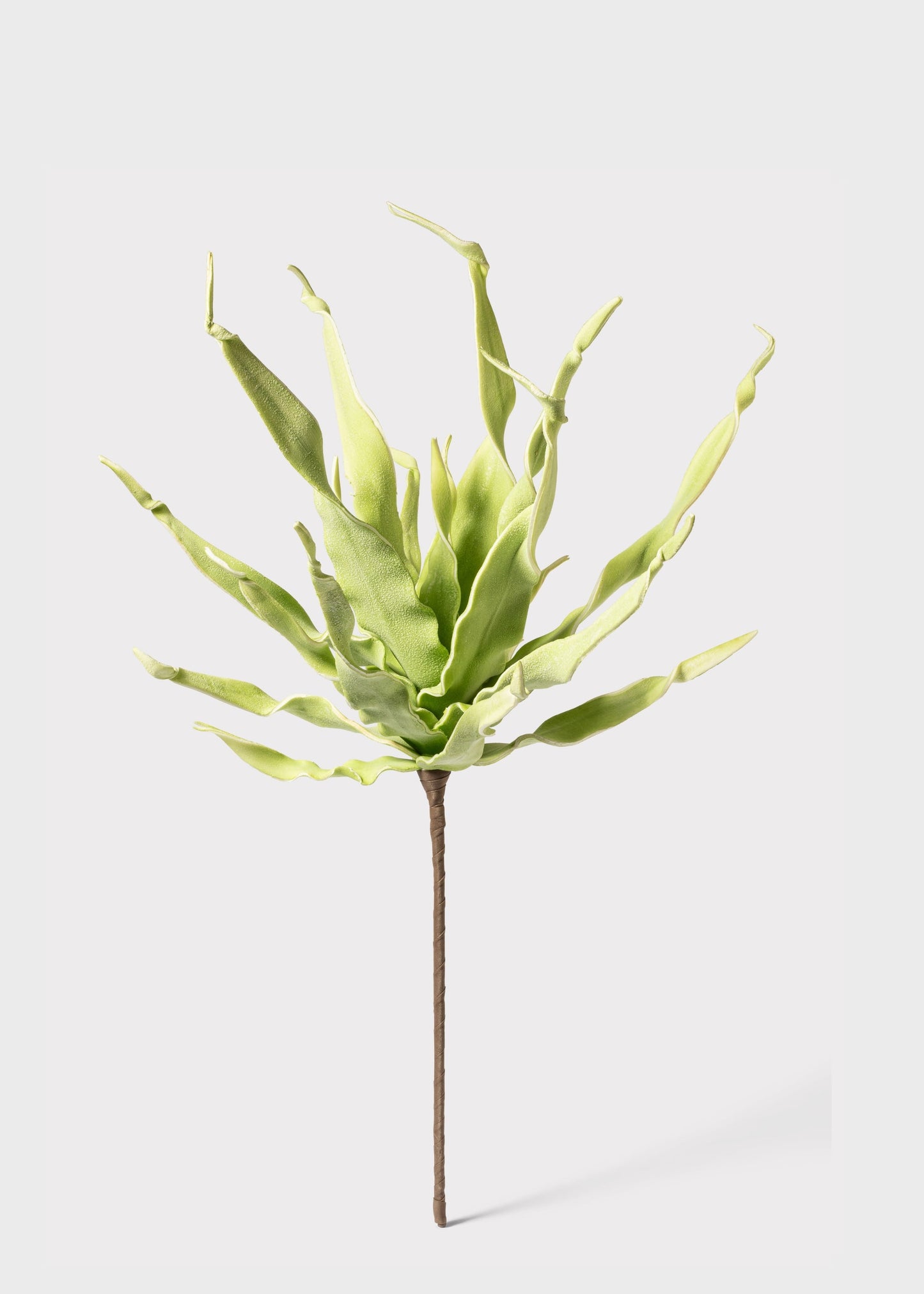 Fake Desert Succulent Spiral Dracaena Plant - 30"