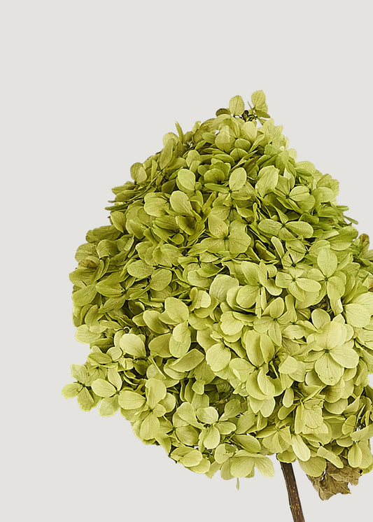 Basil Green Preserved Hydrangea Flower Stem Bundle of 3