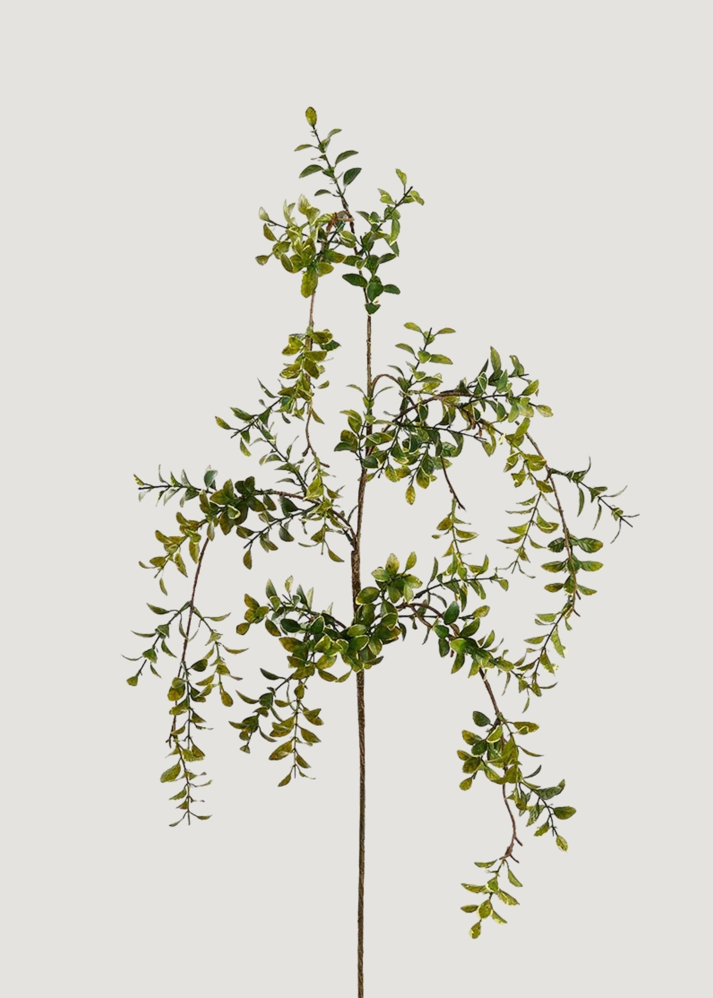 Artificial Hanging Boxwood Leaf Branch - 45"