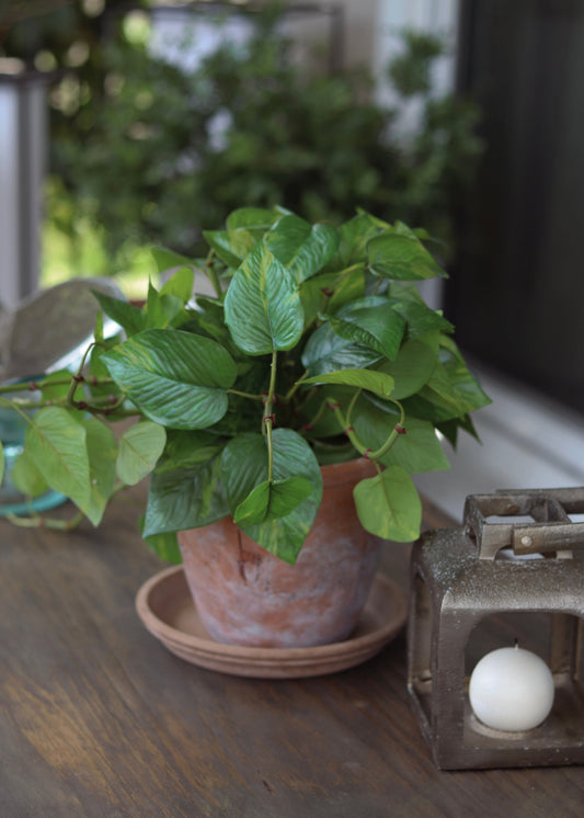 Outdoor UV Treated Pothos Real Touch Potted Plant - 13"