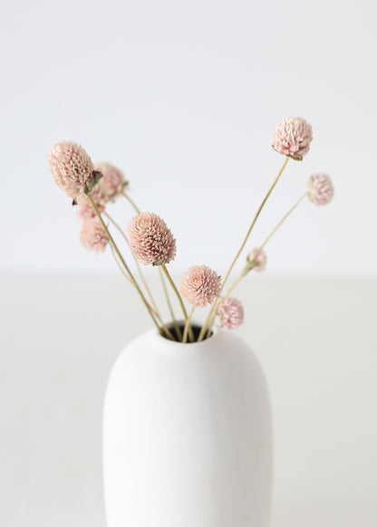 Air-Dried Globe Amaranth in Pink - 14-18"