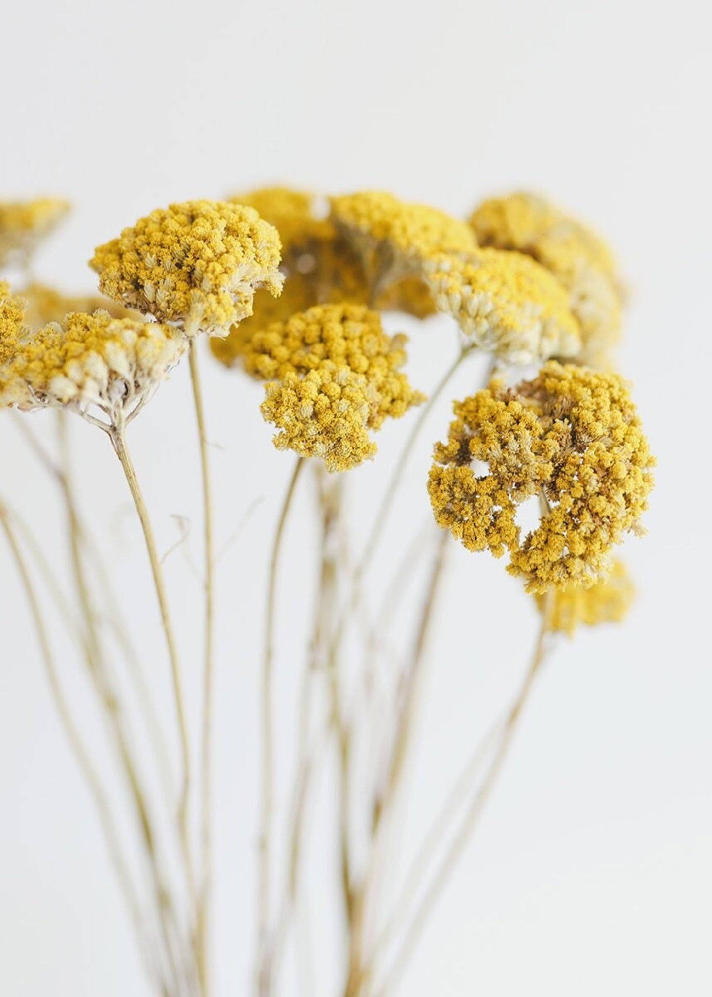 Bundle of 10 Yellow Yarrow Dried Flowers - 18-28"