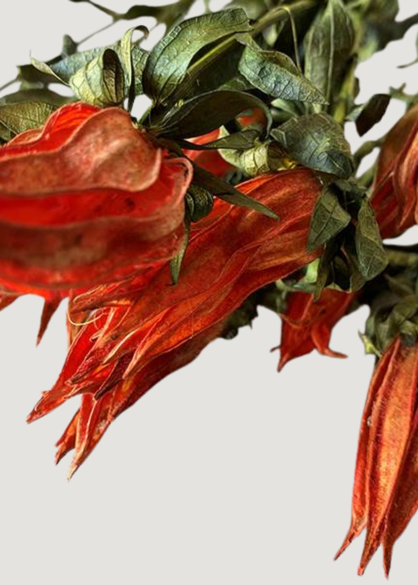 Orange Preserved Indian Paintbrush Flowers