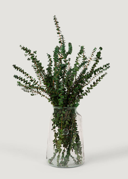 Preserved Eucalyptus Bundle - 1 lb