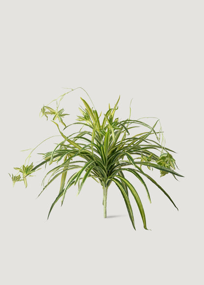 Natural Touch Fake Spider Plant - 32"