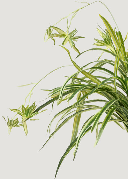 Natural Touch Fake Spider Plant - 32"