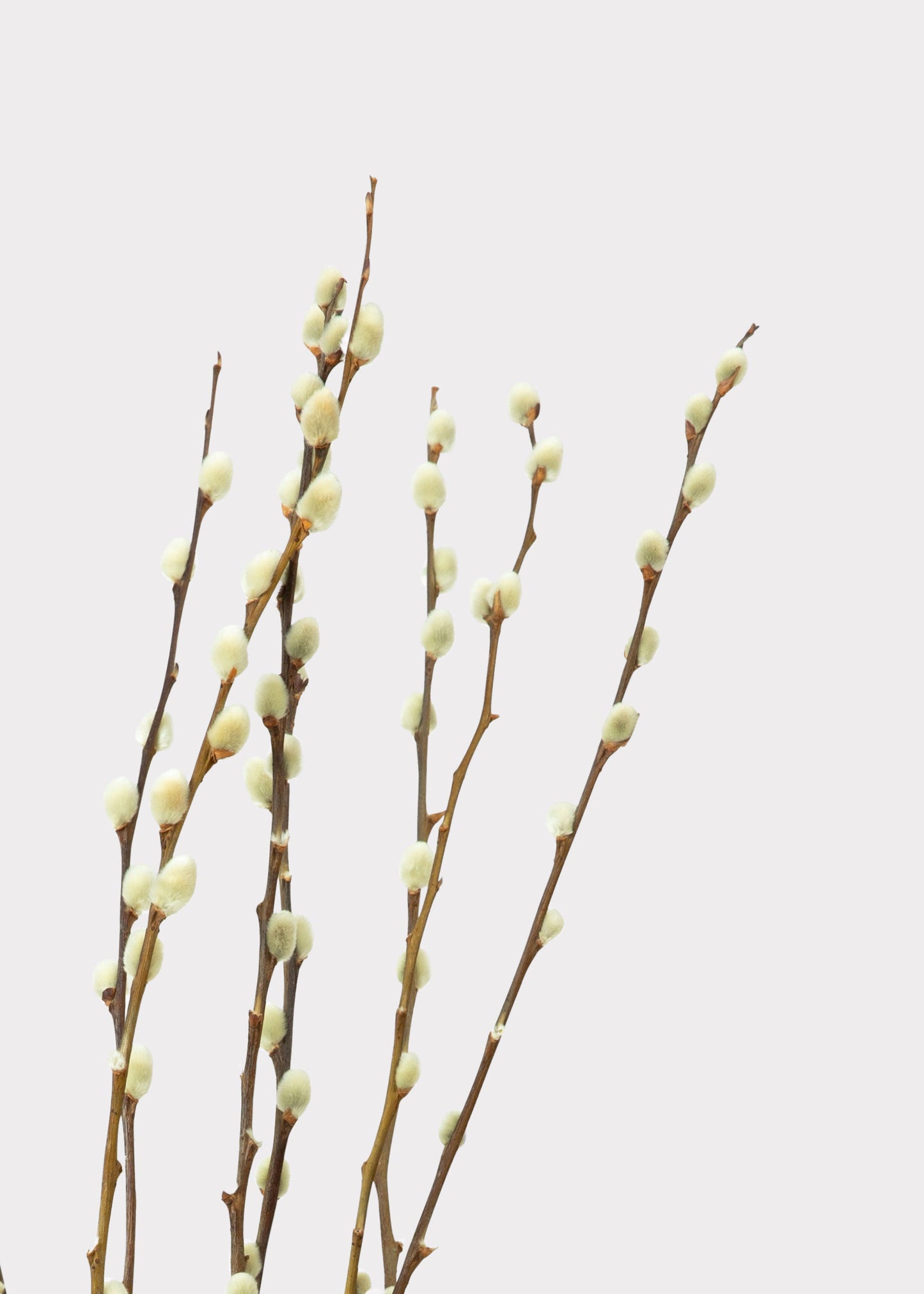 Natural Dried Pussy Willow Branch Bundle - 29.5"