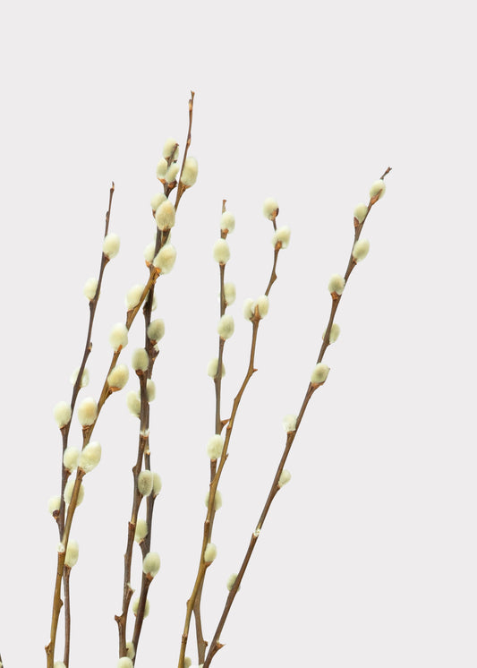 Natural Dried Pussy Willow Branch Bundle - 29.5"