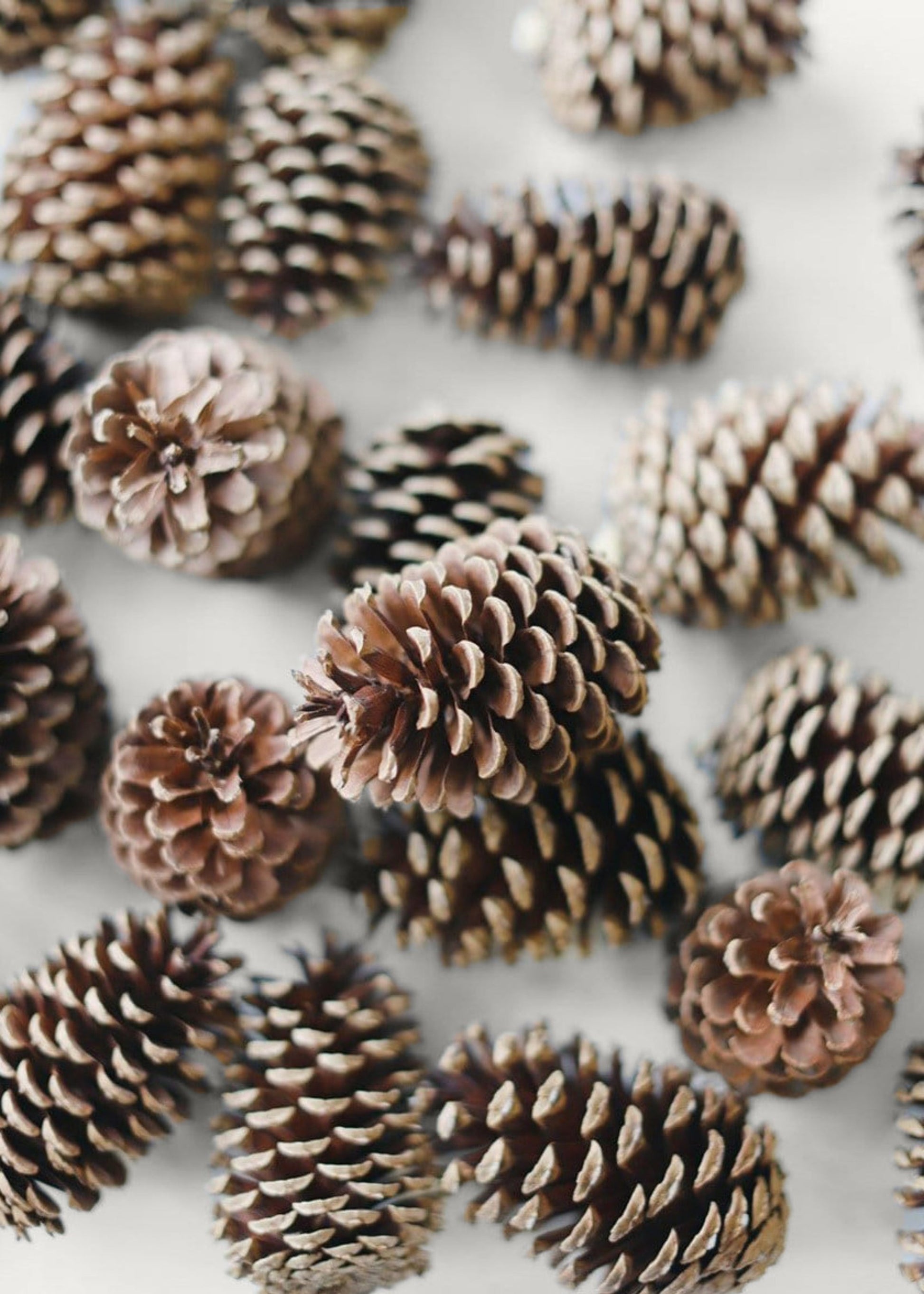 Box of 100 Natural Pine Cones - 2-6"