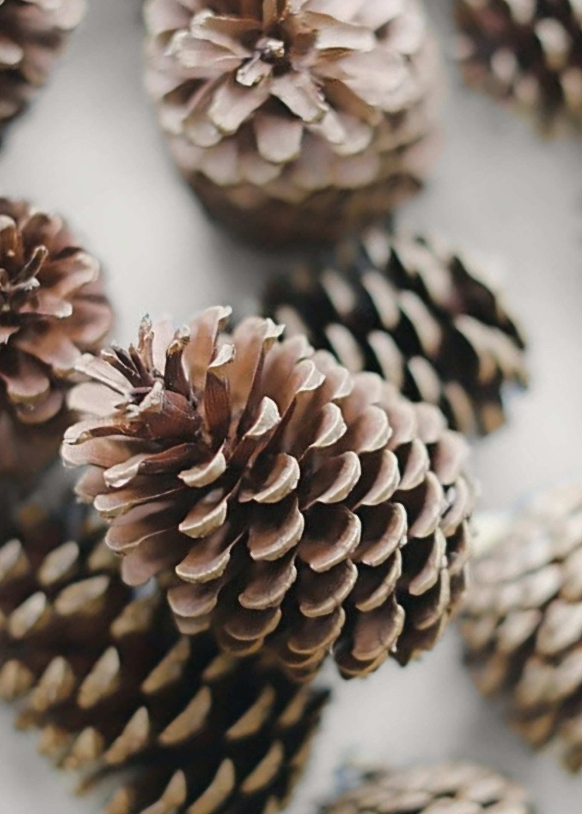 Box of 100 Natural Pine Cones - 2-6"