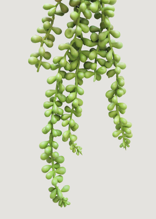 Artificial String of Pearls Hanging Succulent - 13"