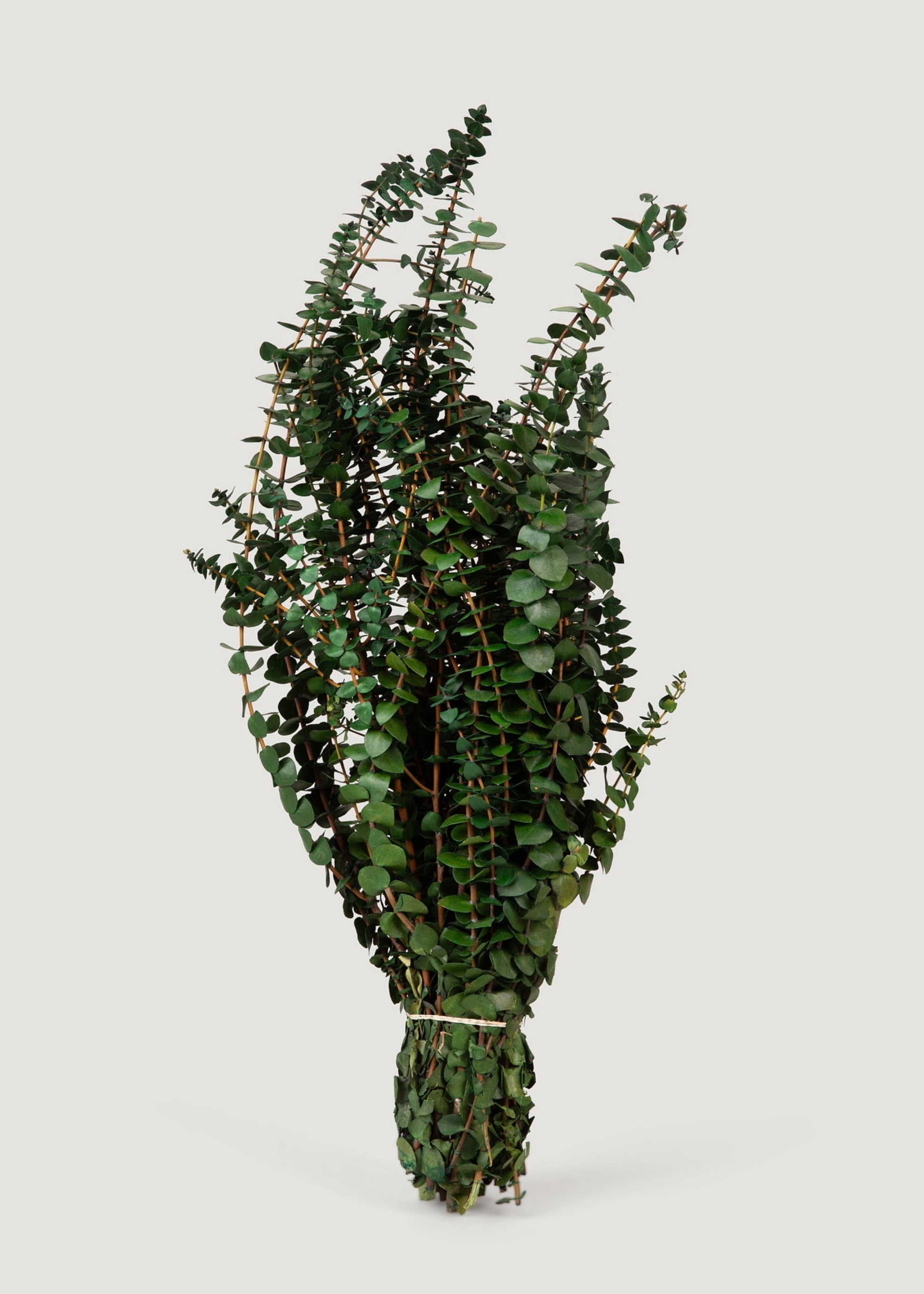 Preserved Eucalyptus Bundle - 1 lb