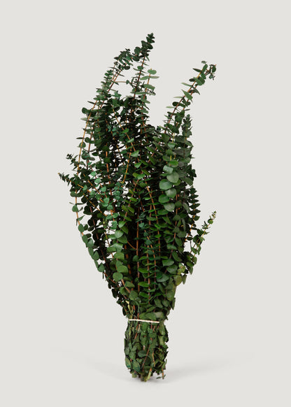 Preserved Eucalyptus Bundle - 1 lb