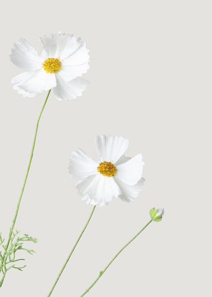 Fake Cosmos Daisy Wildflowers in White - 36.25"