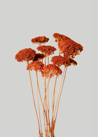 Bundle of 10 Dried Yarrow Flowers in Persimmon Orange - 18-28"