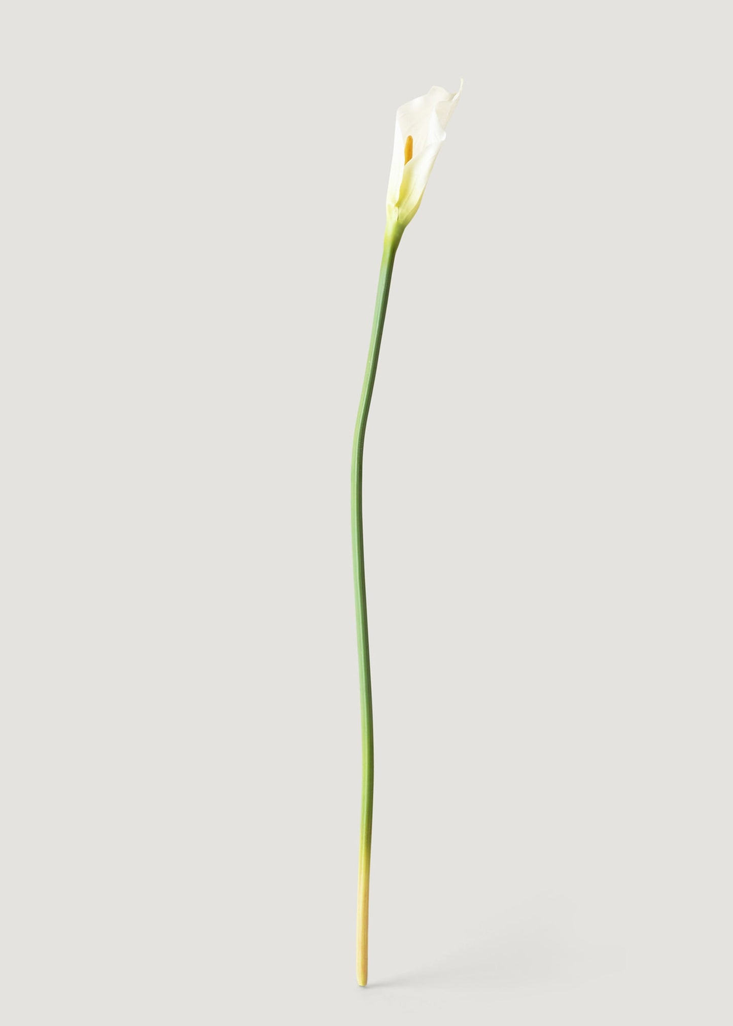 Case of 12 Artificial Calla Lily Stems in Cream 37"