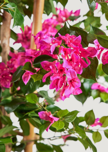 Pack of 2 - Indoor/Covered Outdoor Porch Faux Potted Bougainvillea Trellis - 55"