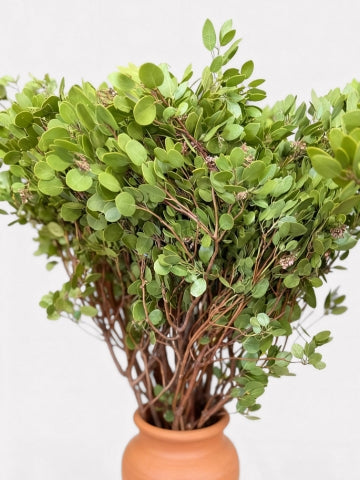 FRESH Manzanita Branches with Leaves - 36-48"