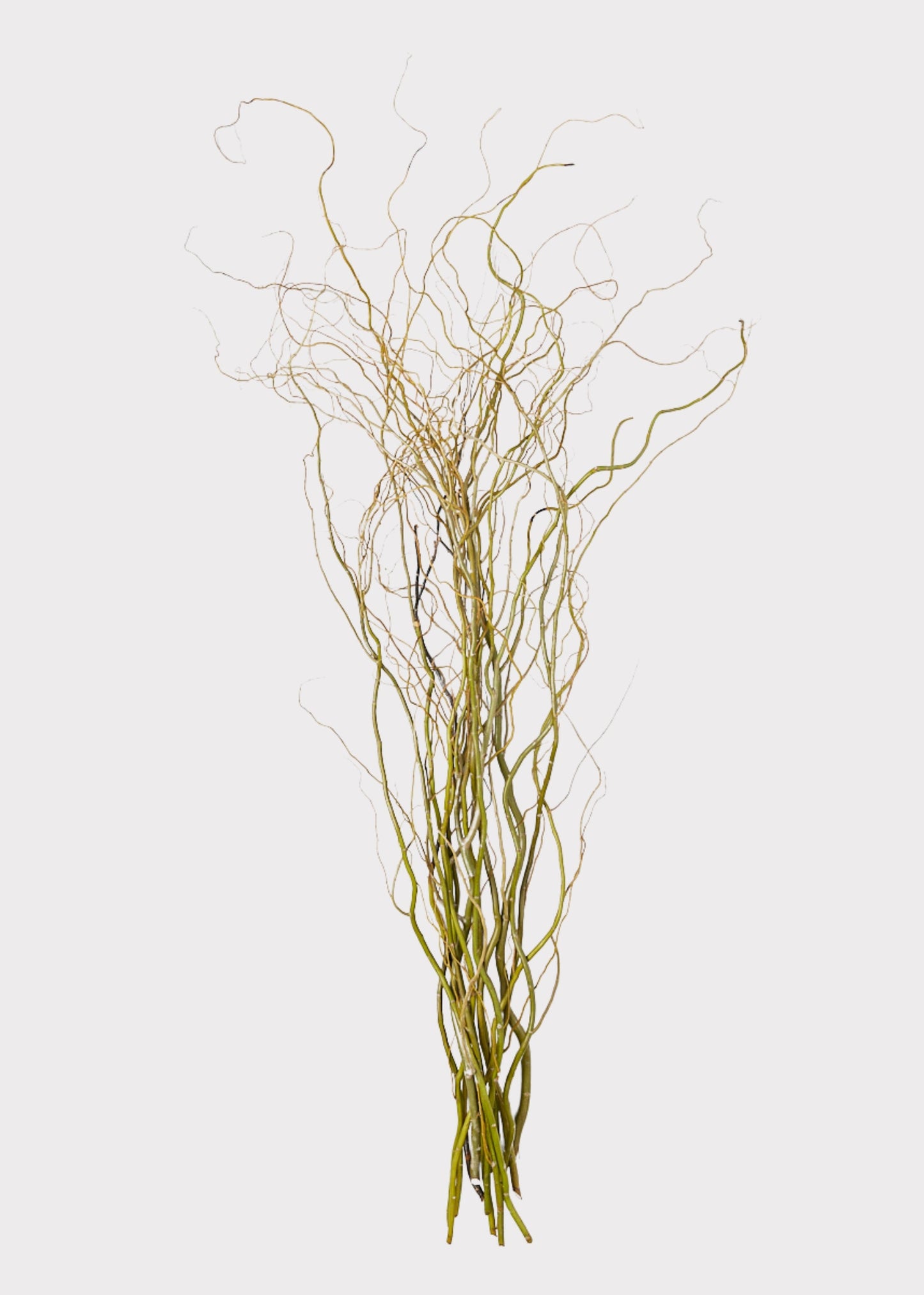FRESH Curly Willow Branches - 48"