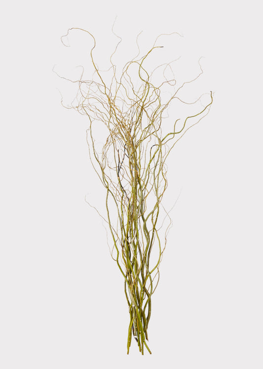 FRESH Curly Willow Branches - 48"