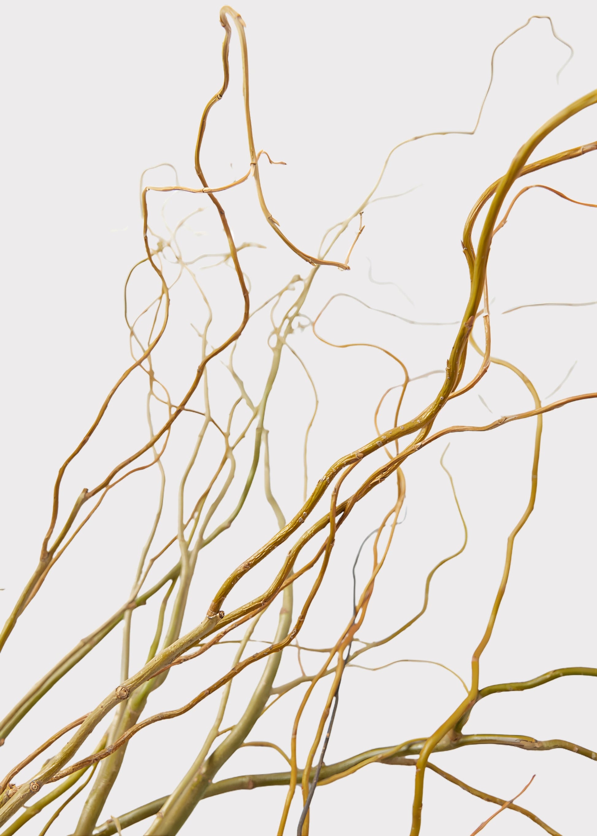 FRESH Curly Willow Branches - 48"