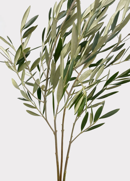 FRESH Large Olive Leaf Branches - 48-60"