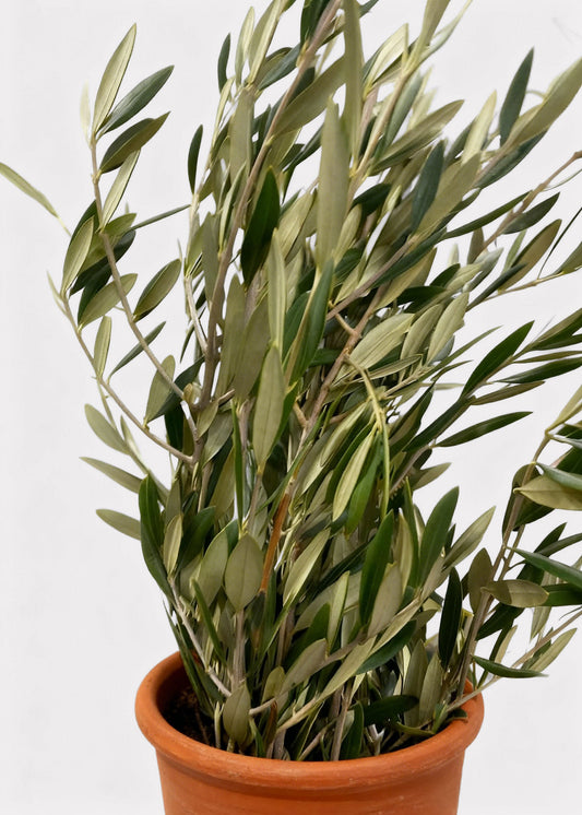 FRESH Large Olive Leaf Branches - 48-60"