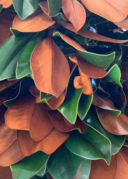FRESH Magnolia Leaf Bunch - 12-18"