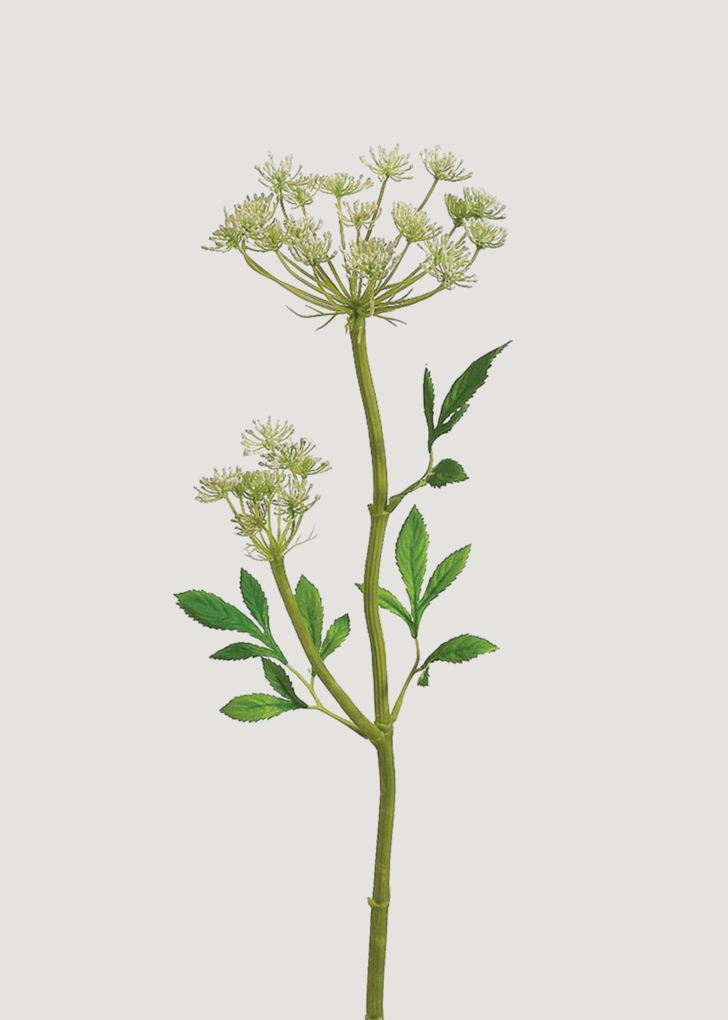 Artificial Queen Anne's Lace Wildflower Stem - 24"