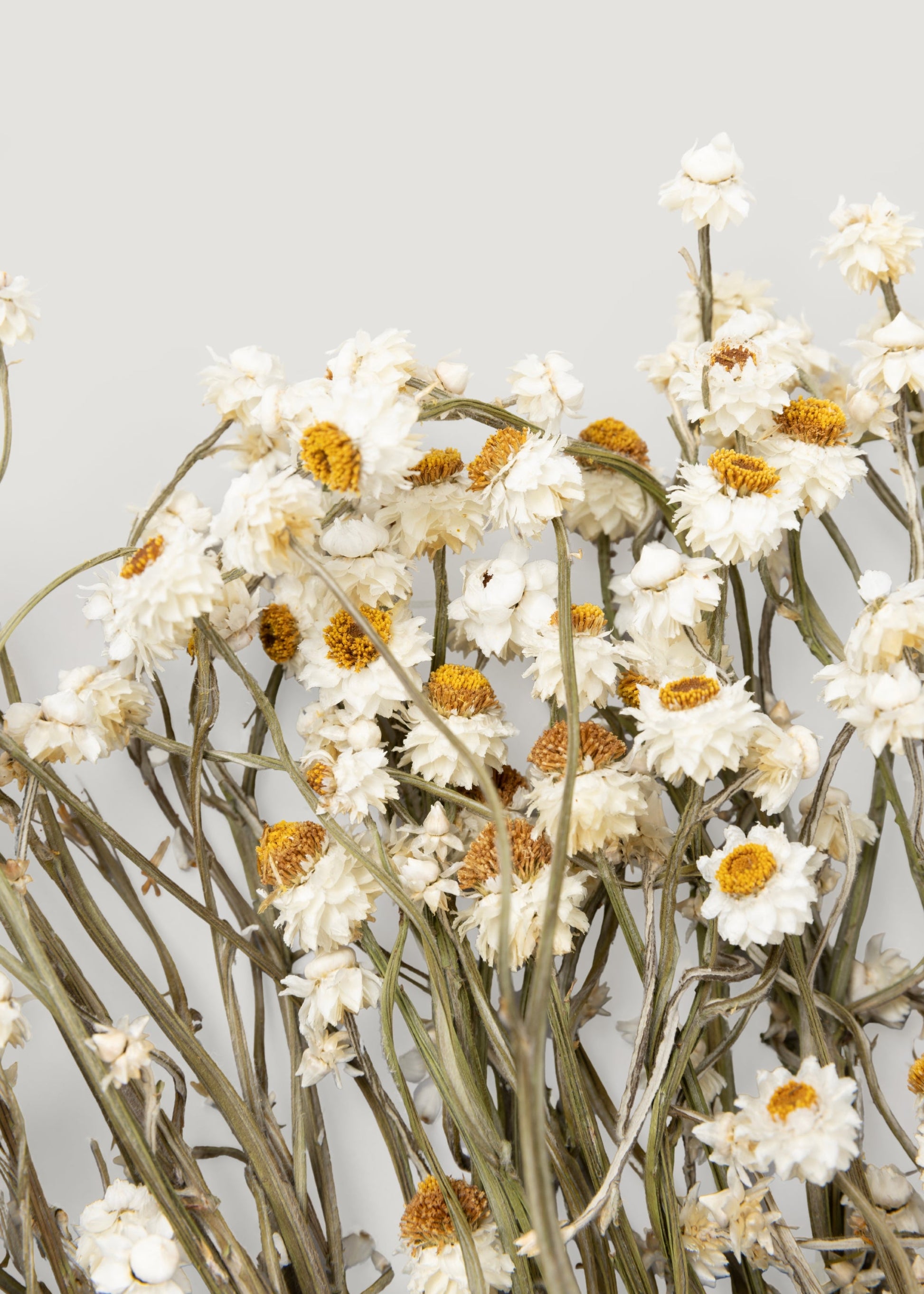 Natural White Dried Ammobium Flowers - 4 oz Bunch