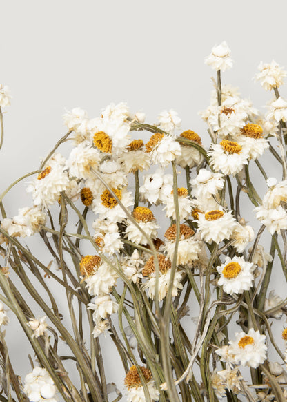 Natural White Dried Ammobium Flowers - 4 oz Bunch