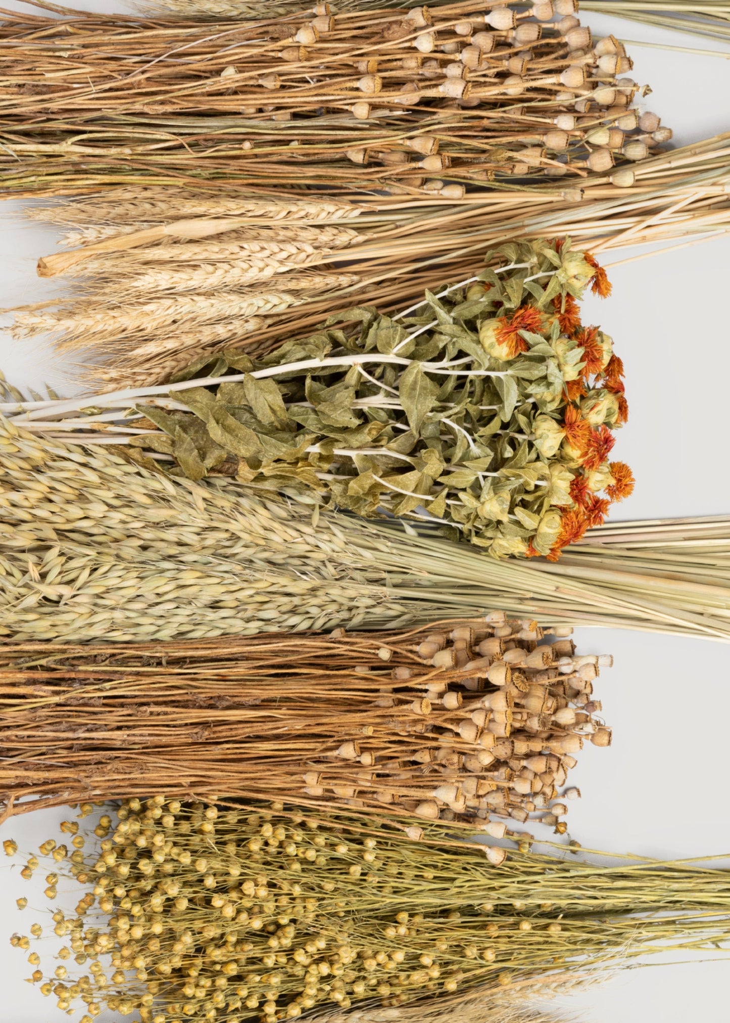 Case of 10 - Assorted Bundles of Dried Grains and Grasses