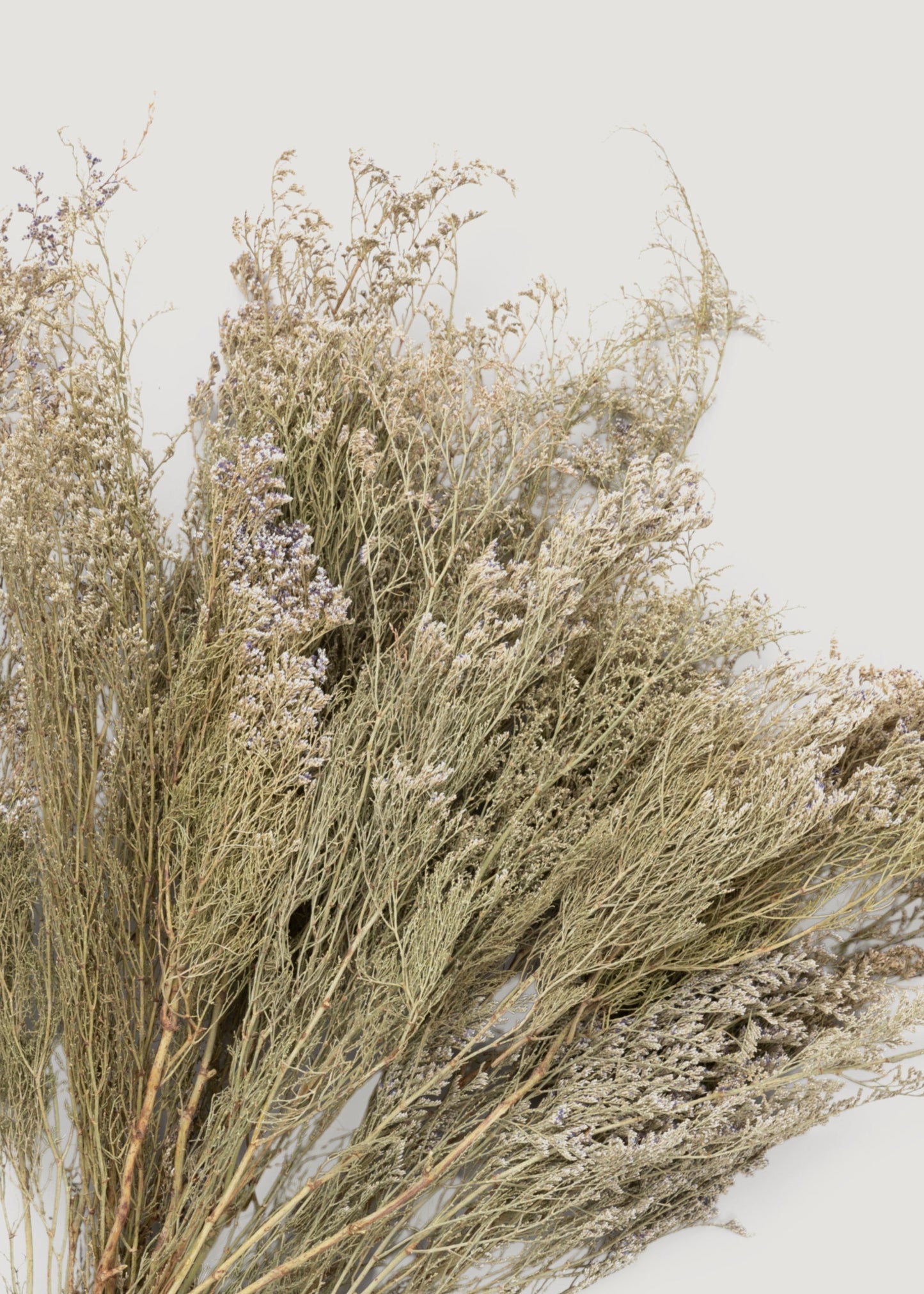 Natural White Dried Caspia Flowers - 4 oz Bunch