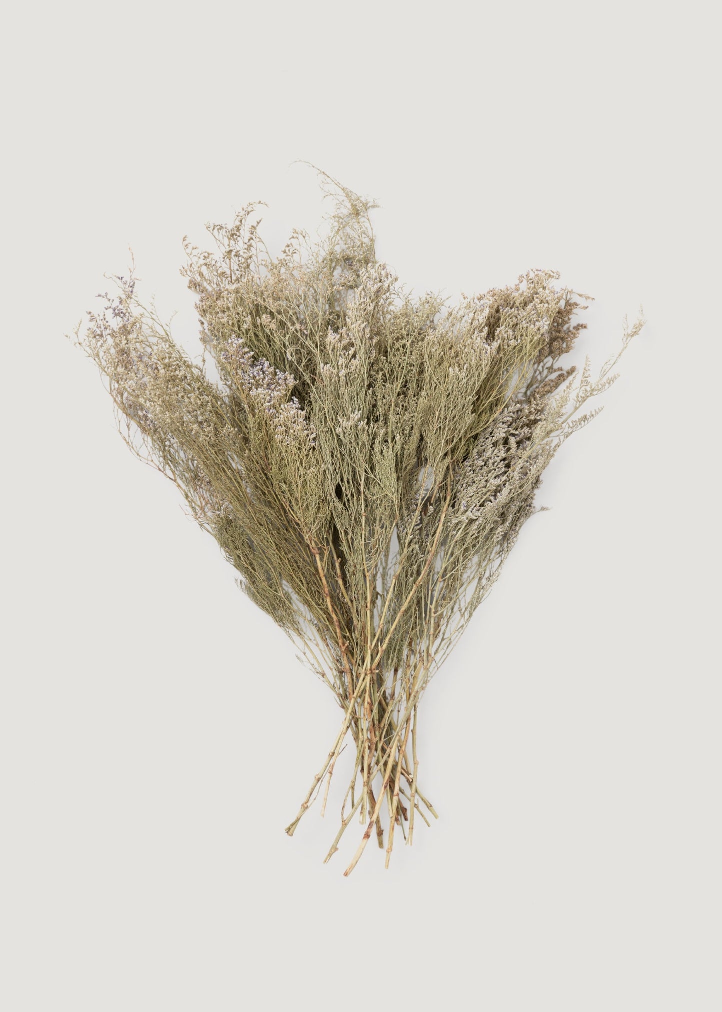 Natural White Dried Caspia Flowers - 4 oz Bunch