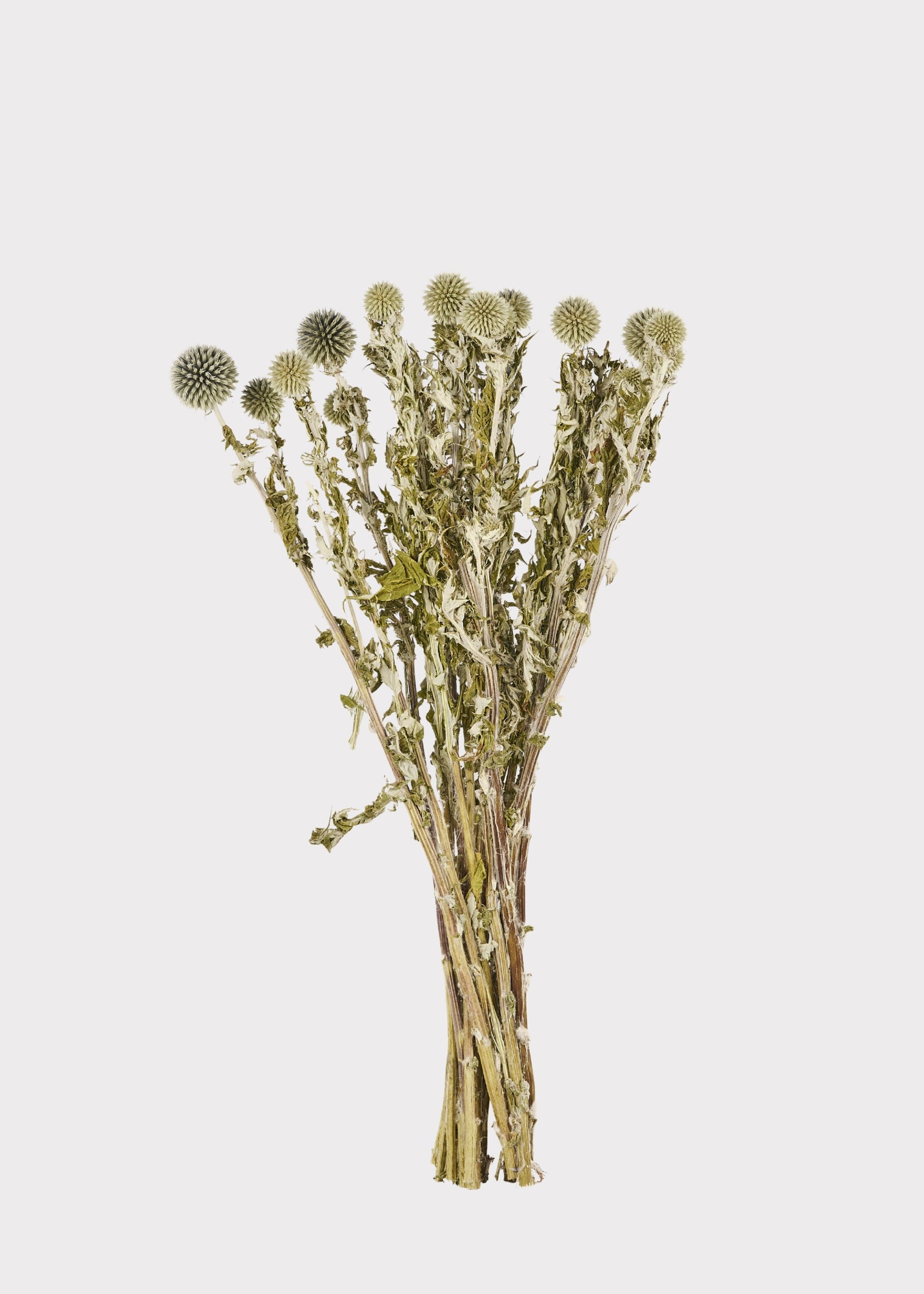 Dried Flowers Echinops Globe Thistles in Blue Green - 4 oz Bunch